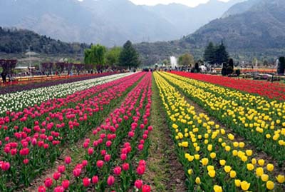 4 Nights 6 Days kashmir tour