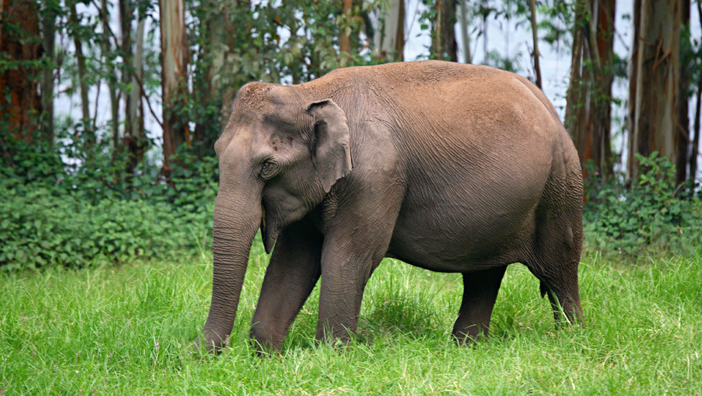 Kerala-Blis-3-Nights-4-Days
