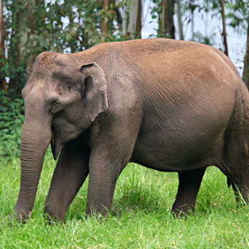 Kerala-Tour