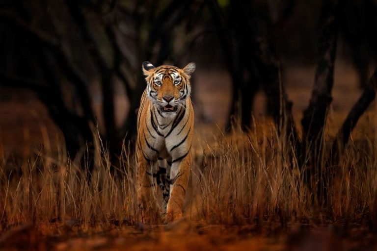 A Bengal tiger in dry grassland in Ranthambore National Park