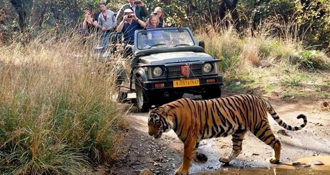 A tiger crossing the track in front of a safari jeep of guests at Ranthambore