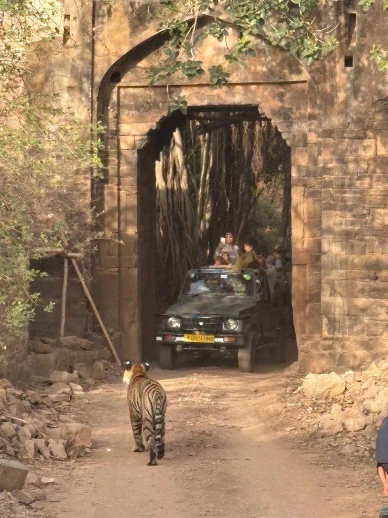 A wild Bengal tiger walking beneath the Ranthambore fort gateway with a safari jeep behind
