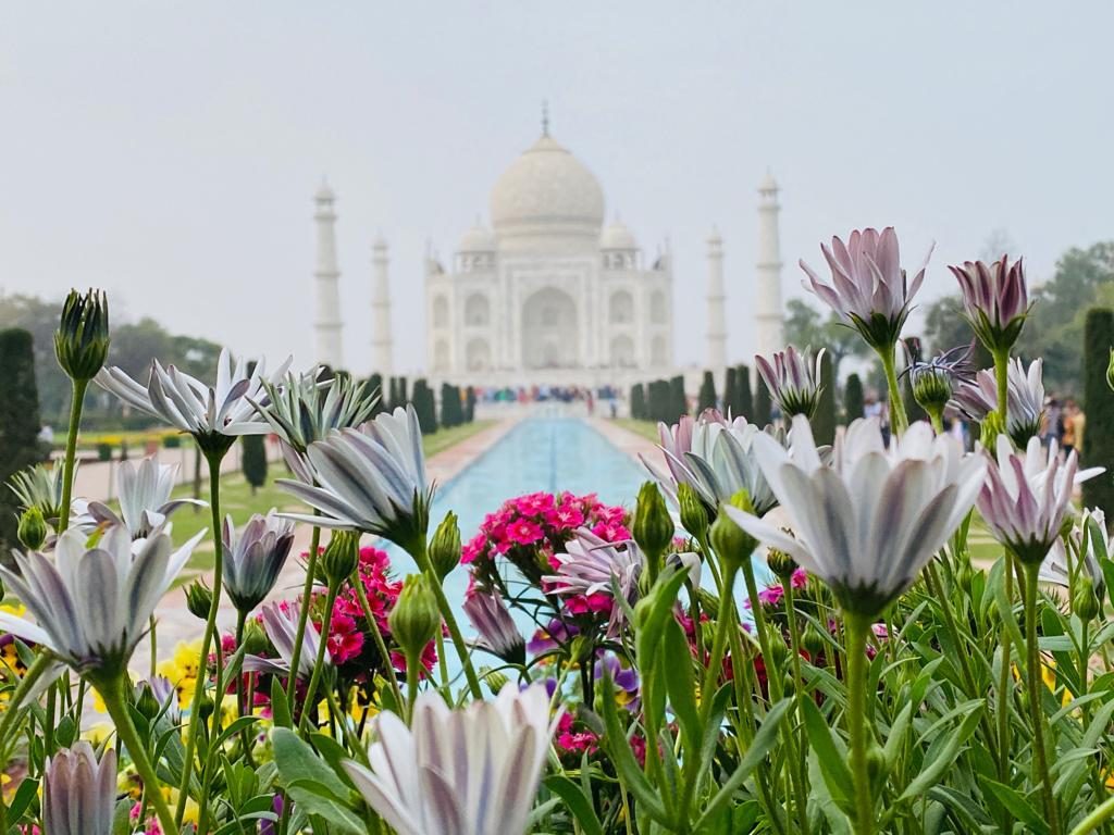 The Taj Mahal seen across spring flowers in the Mughal gardens, Agra